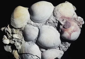 Biological Immortality: Meet the Creatures That Can Reverse Their Life Cycles - image 8