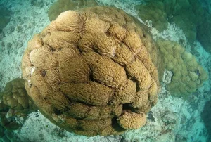 Exploring the 'Underwater Rainforest': A Glimpse into Earth's Vibrant Marine Ecosystems - image 3