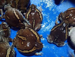The Seasonal Delicacy: Discovering the Egg-Filled Fish Specialty of Vietnam and Thailand - image 8