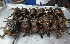 The Seasonal Delicacy: Discovering the Egg-Filled Fish Specialty of Vietnam and Thailand - image 2