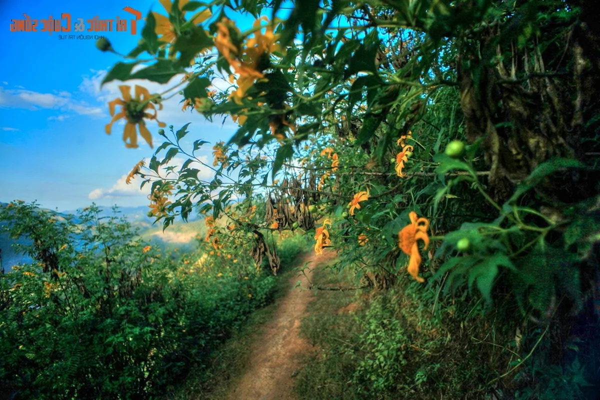 Exploring the Golden Bloom: Get Lost in the Wild Sunflower Season Across Vietnam’s Most Scenic Landscapes