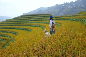 Chasing the Golden Season: The Surreal Beauty of Mu Cang Chai - image 0
