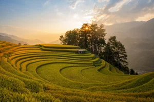 Chasing the Golden Season: The Surreal Beauty of Mu Cang Chai - image 7