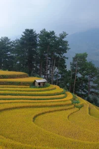 Chasing the Golden Season: The Surreal Beauty of Mu Cang Chai - image 2