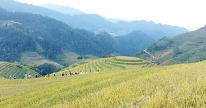 Chasing the Golden Season: The Surreal Beauty of Mu Cang Chai - image 1