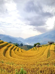 Chasing the Golden Season: The Surreal Beauty of Mu Cang Chai - image 5