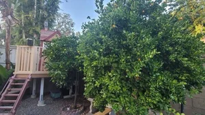 Inside Singer Thu Phuong’s Breathtaking Million-Dollar Garden Villa in the United States - image 7