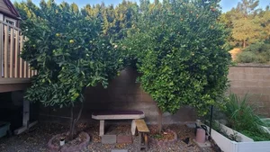 Inside Singer Thu Phuong’s Breathtaking Million-Dollar Garden Villa in the United States - image 2