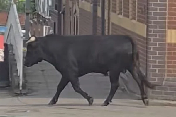 The Inspirational Escape: How a Brave Cow Found Freedom and a New Life