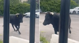The Inspirational Escape: How a Brave Cow Found Freedom and a New Life - image 1