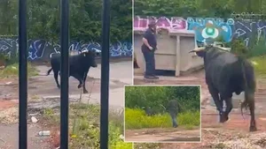 The Inspirational Escape: How a Brave Cow Found Freedom and a New Life - image 5