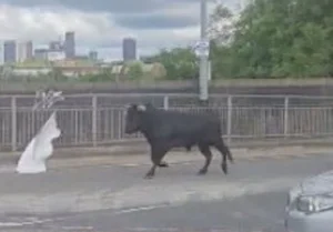 The Inspirational Escape: How a Brave Cow Found Freedom and a New Life - image 4