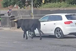 The Inspirational Escape: How a Brave Cow Found Freedom and a New Life - image 8