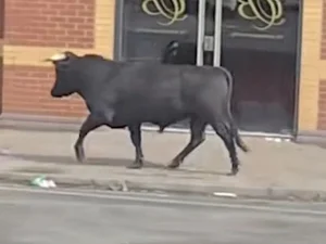 The Inspirational Escape: How a Brave Cow Found Freedom and a New Life - image 10