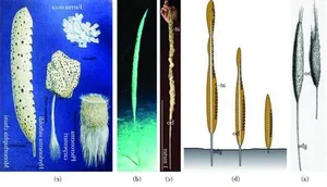 Bizarre Creatures That Can Reverse Their Life Cycle for Biological Immortality - image 8
