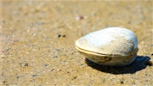 Bizarre Creatures That Can Reverse Their Life Cycle for Biological Immortality - image 4