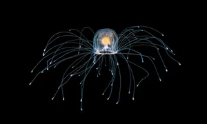 Bizarre Creatures That Can Reverse Their Life Cycle for Biological Immortality - image 9