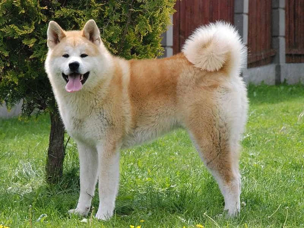 Ranked: The 8 Most Loyal Dog Breeds in the World