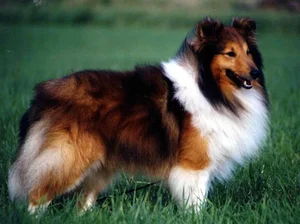 Ranked: The 8 Most Loyal Dog Breeds in the World - image 3