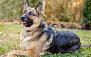 Ranked: The 8 Most Loyal Dog Breeds in the World - image 5