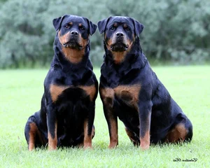 Ranked: The 8 Most Loyal Dog Breeds in the World - image 6
