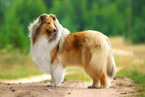 Ranked: The 8 Most Loyal Dog Breeds in the World - image 7