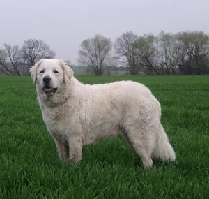 Ranked: The 8 Most Loyal Dog Breeds in the World - image 4