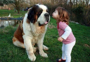 Ranked: The 8 Most Loyal Dog Breeds in the World - image 2