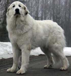 Ranked: The 8 Most Loyal Dog Breeds in the World - image 1