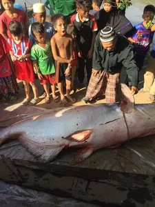 Rare Giant River Monsters Caught in Vietnam: A Look at Extraordinary Aquatic Discoveries - image 1