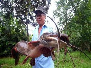 Rare Giant River Monsters Caught in Vietnam: A Look at Extraordinary Aquatic Discoveries - image 2