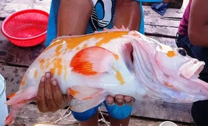 Rare Giant River Monsters Caught in Vietnam: A Look at Extraordinary Aquatic Discoveries - image 7