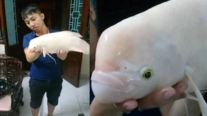 Rare Giant River Monsters Caught in Vietnam: A Look at Extraordinary Aquatic Discoveries - image 8