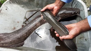 Rare Giant River Monsters Caught in Vietnam: A Look at Extraordinary Aquatic Discoveries - image 3