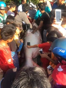 Rare Giant River Monsters Caught in Vietnam: A Look at Extraordinary Aquatic Discoveries - image 0