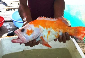 Rare Giant River Monsters Caught in Vietnam: A Look at Extraordinary Aquatic Discoveries - image 4