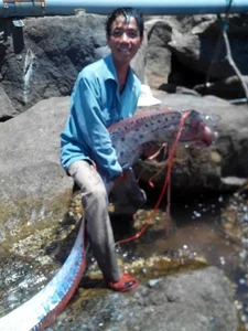 Rare Giant River Monsters Caught in Vietnam: A Look at Extraordinary Aquatic Discoveries - image 5