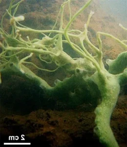 Deep-Sea Wonders: Discovering the Most Bizarre and Mysterious Creatures in Vietnam's Ocean Depths - image 4