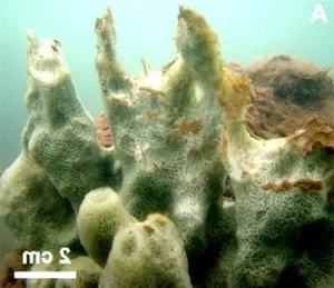 Deep-Sea Wonders: Discovering the Most Bizarre and Mysterious Creatures in Vietnam's Ocean Depths - image 5