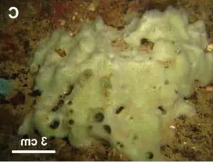 Deep-Sea Wonders: Discovering the Most Bizarre and Mysterious Creatures in Vietnam's Ocean Depths - image 2