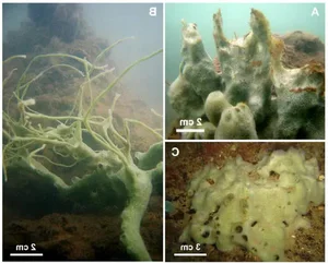 Deep-Sea Wonders: Discovering the Most Bizarre and Mysterious Creatures in Vietnam's Ocean Depths - image 3