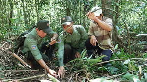 On the Frontlines: Forest Protection Forces Working Tirelessly to Remove Illegal Animal Traps and Preserve Wildlife - image 13