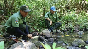 On the Frontlines: Forest Protection Forces Working Tirelessly to Remove Illegal Animal Traps and Preserve Wildlife - image 18