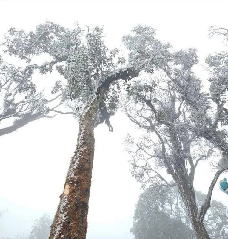 Rare Mid-March Frost Transforms Vietnam's Ta Xua Peak into a Winter Wonderland