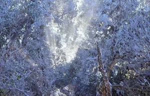 Rare Mid-March Frost Transforms Vietnam's Ta Xua Peak into a Winter Wonderland - image 5