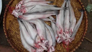 Discover 7 Must-Try Tra Vinh Specialties: From Hidden Gems to Culinary Wonders - image 3