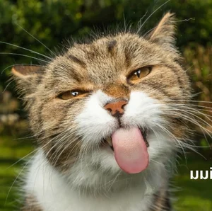 160+ Hilarious Memes of the Year: The Ultimate Funny Reaction Images - image 17