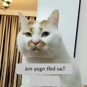 160+ Hilarious Memes of the Year: The Ultimate Funny Reaction Images - image 16