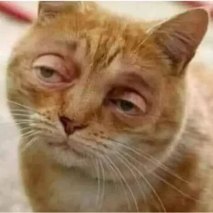 160+ Hilarious Memes of the Year: The Ultimate Funny Reaction Images - image 8