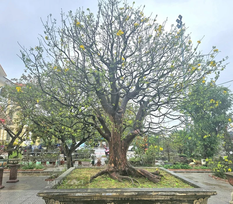 Exquisite Ancient Yellow Apricot Bonsai Worth Hundreds of Millions of VND for Lunar New Year